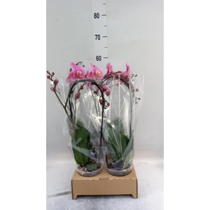 Phalaenopsis  'Elegant Cascade'