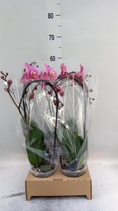 <h4>Phalaenopsis 'Elegant Cascade'</h4>