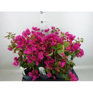 Bougainvillea  'Sanderiana'
