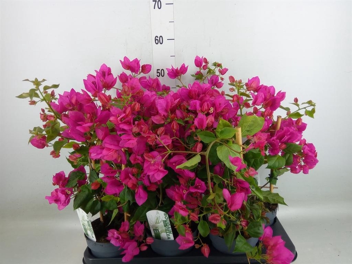 <h4>Bougainvillea  'Sanderiana'</h4>