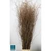 SALIX TORTUOSA 220CM