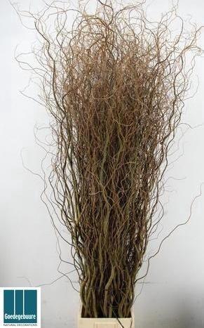 <h4>SALIX B TORTUOSA</h4>