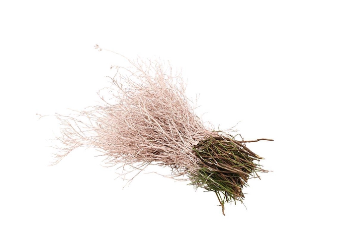 <h4>Heidelbeer Champagne</h4>