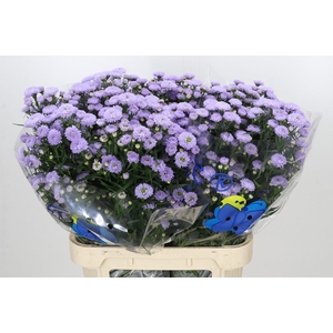 Aster Astee Milka