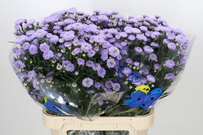 <h4>Aster Astee Milka</h4>