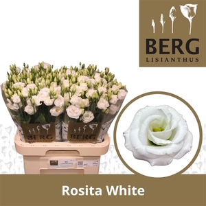 Eust Rosita White Berg