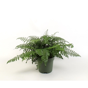 Asplenium Parvati