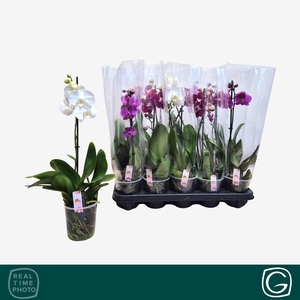 PHAL GEM 4 KL