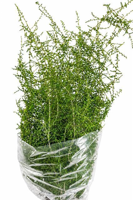 <h4>Asparagus Wilde</h4>