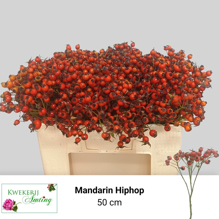 <h4>ROSA MANDARIN HIPHOP</h4>