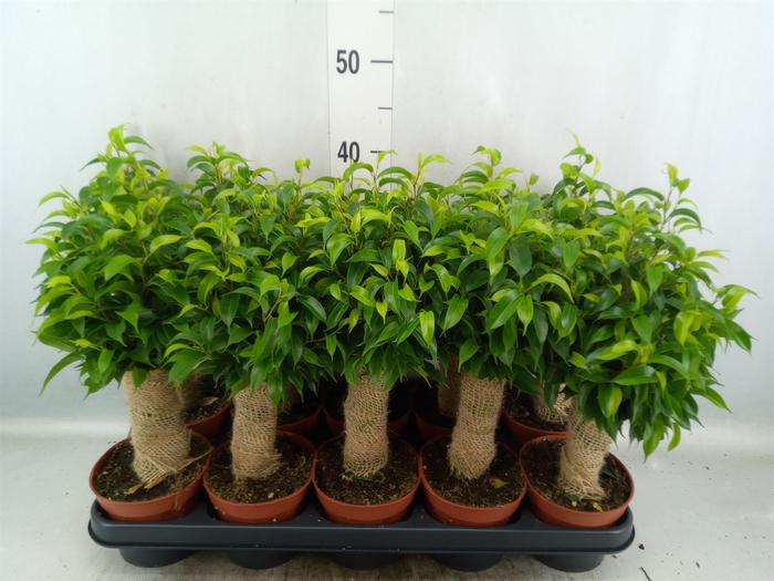 <h4>Ficus benja. 'Natasja'</h4>