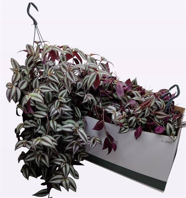 <h4>TRAD ZEBRINA</h4>