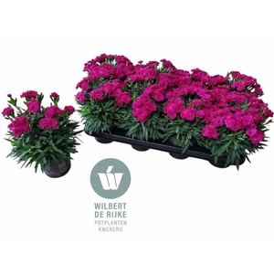 !! PROMO !! DIANTHUS PEMAN VIOLET P12