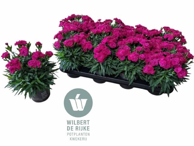 <h4>!! PROMO !! DIANTHUS PEMAN VIOLET P12</h4>
