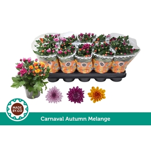 Chrysant Carnaval Autumn Melange