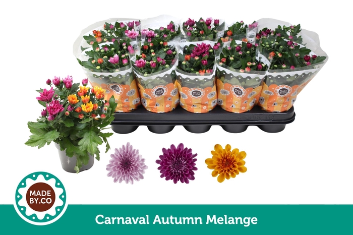 <h4>Chrysant Carnaval Autumn Melange</h4>