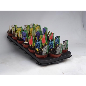 BOLBLOEMEN MIX 9CM