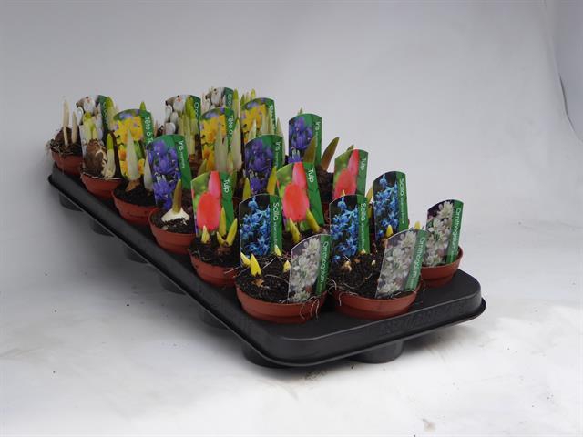 BOLBLOEMEN MIX 9CM