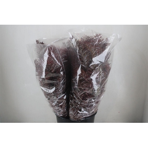 Mimosa Luna D'argento Abs Red P Bunch