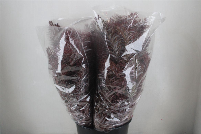 <h4>Mimosa Luna D'argento Abs Red P Bunch</h4>