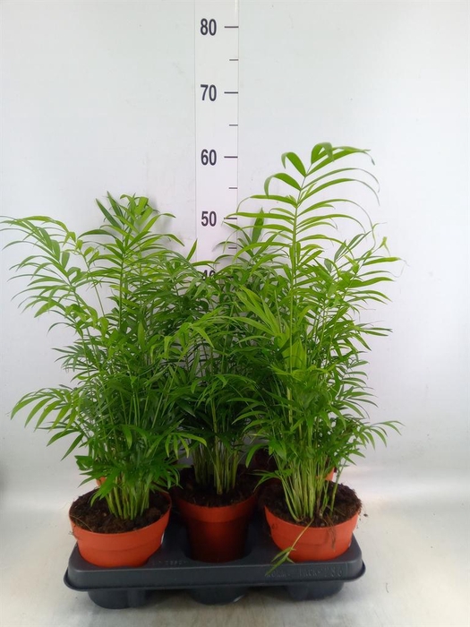 <h4>Chamaedorea elegans</h4>