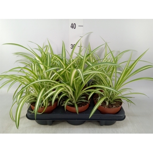 Chlorophytum com. 'Variegatum'