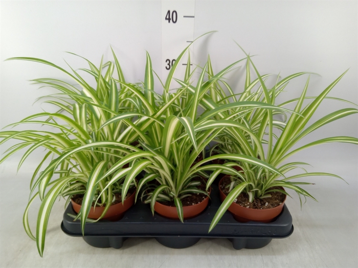 <h4>Chlorophytum com. 'Variegatum'</h4>