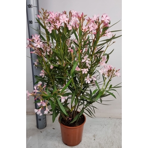NERI OLEANDER