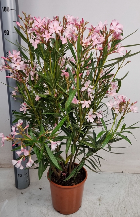 <h4>NERI OLEANDER</h4>