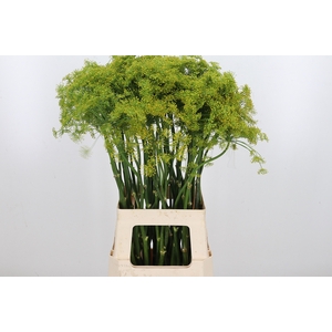 Anethum Graveolens