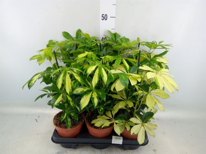 <h4>Schefflera arbor.   ...</h4>