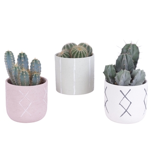 Cactus mix 12 cm in tuvalu pot