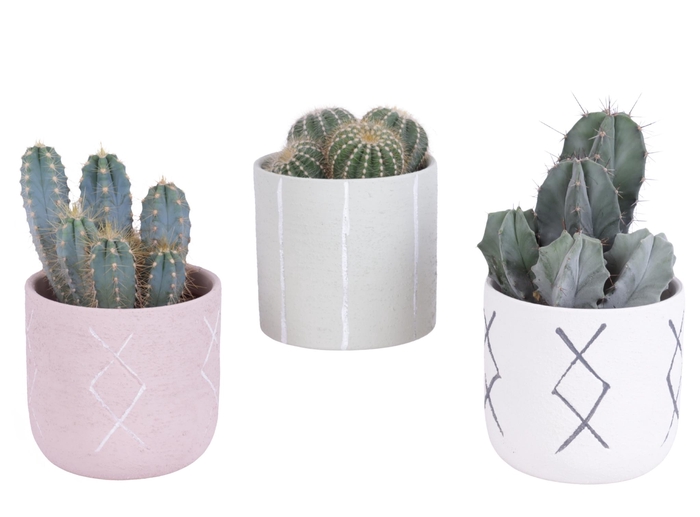 <h4>Cactus mix 12 cm in tuvalu pot</h4>
