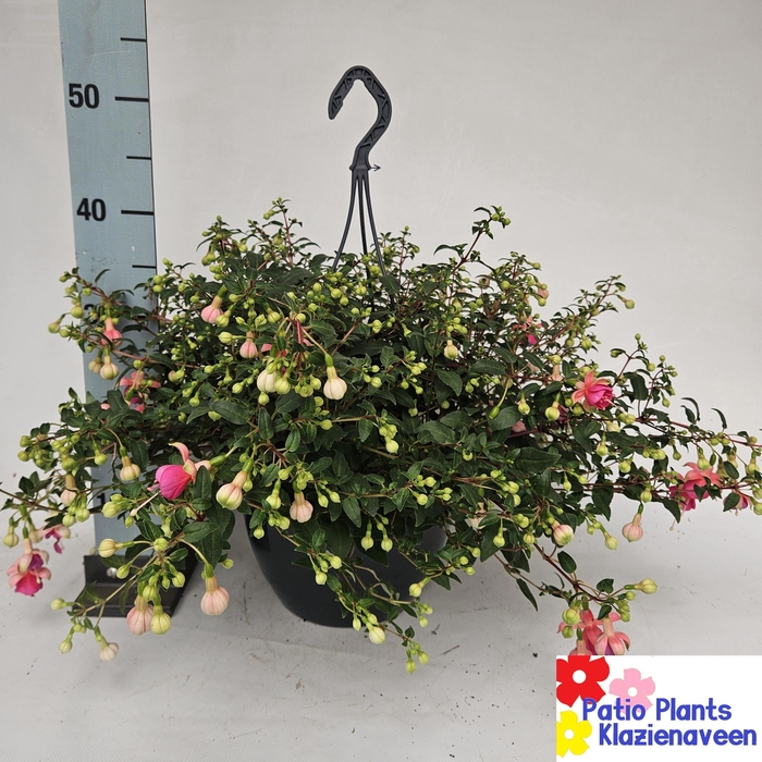 <h4>FUCHSIA B F MARIA</h4>