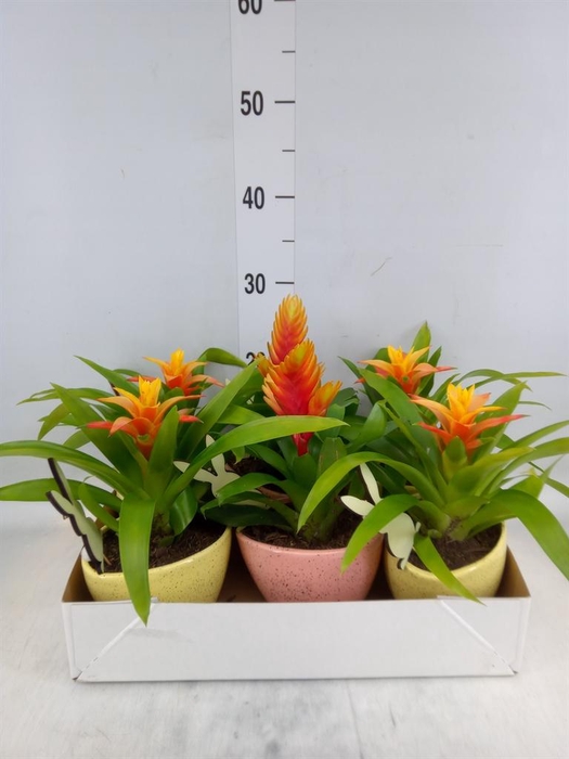 <h4>Arr.  Bromelia L%</h4>