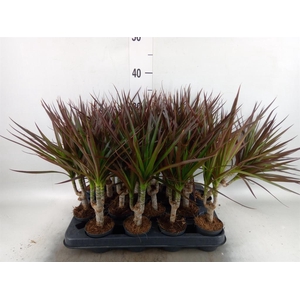 Dracaena marg. 'Magenta'