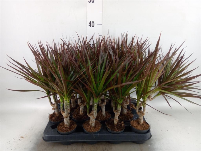 <h4>Dracaena marg. 'Magenta'</h4>