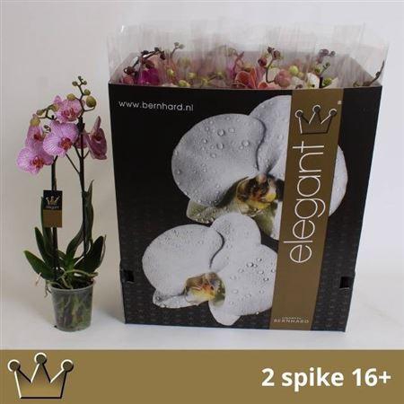 <h4>** Phal Gem 8 Kl 2 Branches 18+ * Spring Deal *</h4>