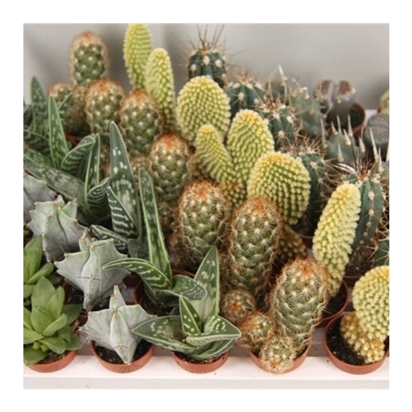 <h4>211 Cactus mini 3.5 cm</h4>