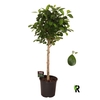 Ficus Mi Moclame stam