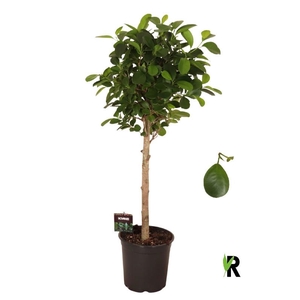 Ficus Mi Moclame stam