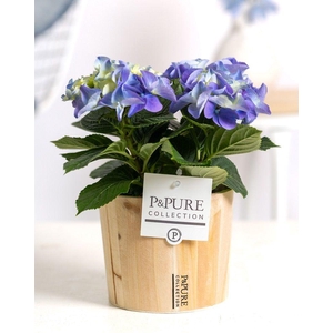 Hydrangea blue in P&PURE Wood 5