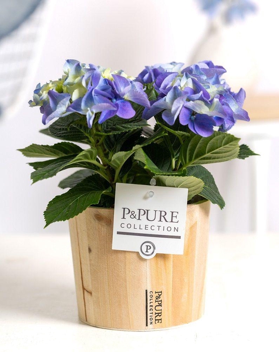 <h4>Hydrangea blue in P&PURE Wood 5</h4>