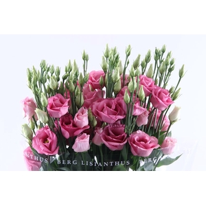 Eust Rosita Rose Pink