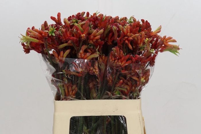 <h4>Anigozanthos Rampaging Roy Slaven</h4>