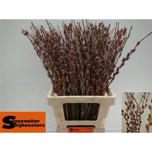 Salix G Pink Cushion