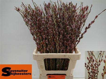 <h4>Salix G Pink Cushion</h4>