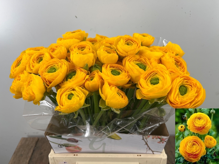 <h4>RAN SU OMEGA</h4>