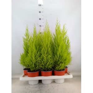 Cupressus macro. 'Goldcrest Wilma'