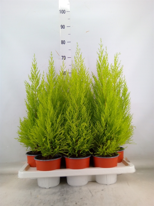 <h4>Cupressus macro. 'Goldcrest Wilma'</h4>